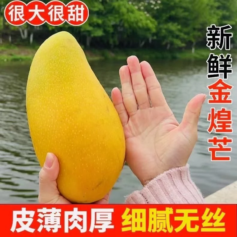 T正宗金煌芒新鲜当季整箱新摘包邮热带水果包邮