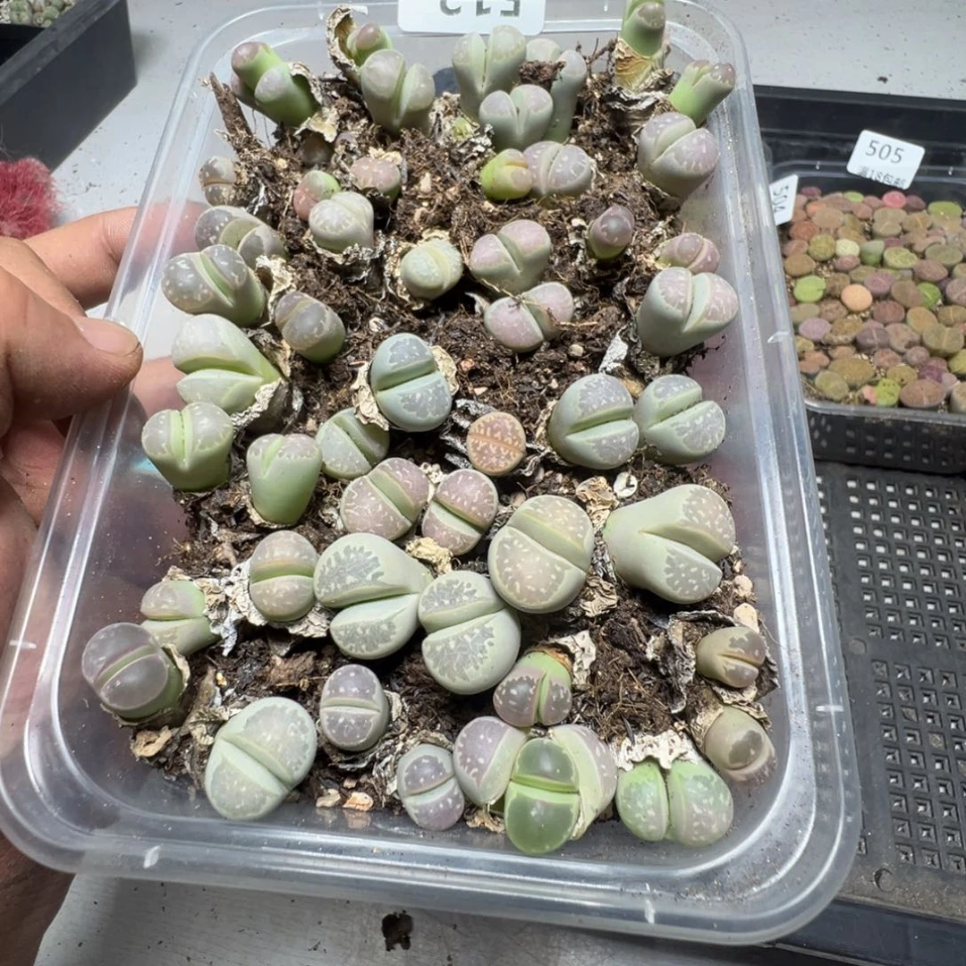 【闪购商品】 512。 长腿。