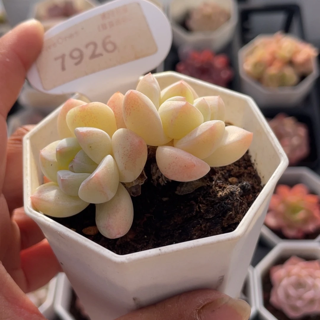 冰玉7926-5.5厘米