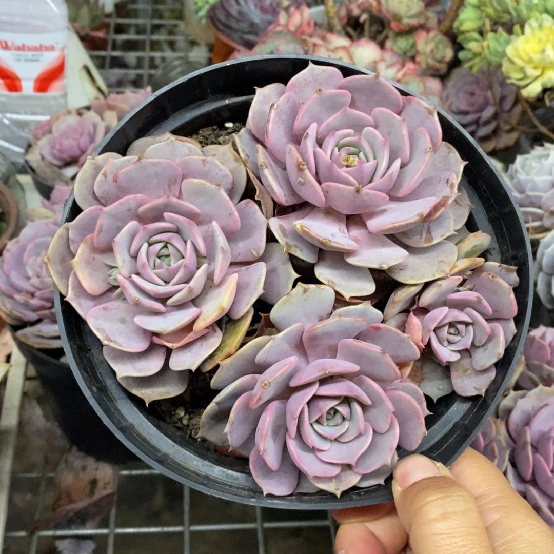 粉蝶三头起发老桩