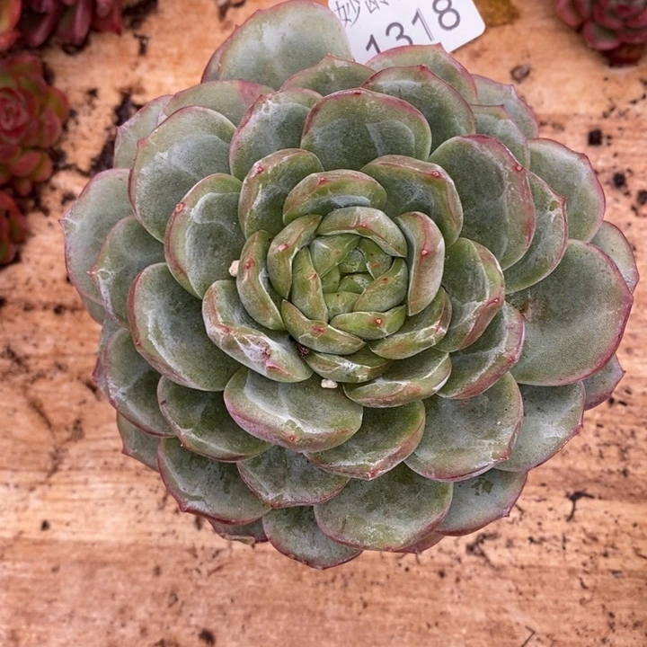 望***河1318杂交老桩基地～12厘米