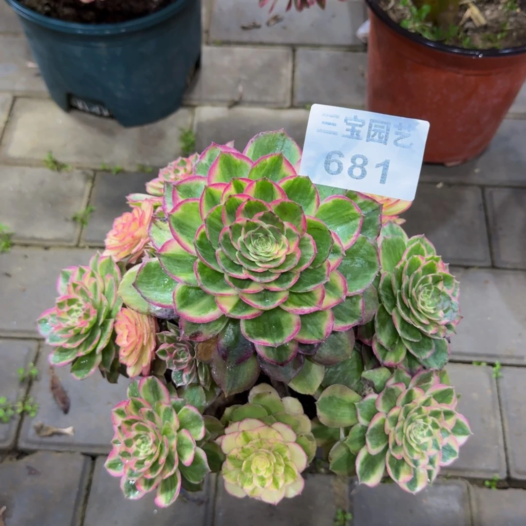 心*多肉植物681玉资