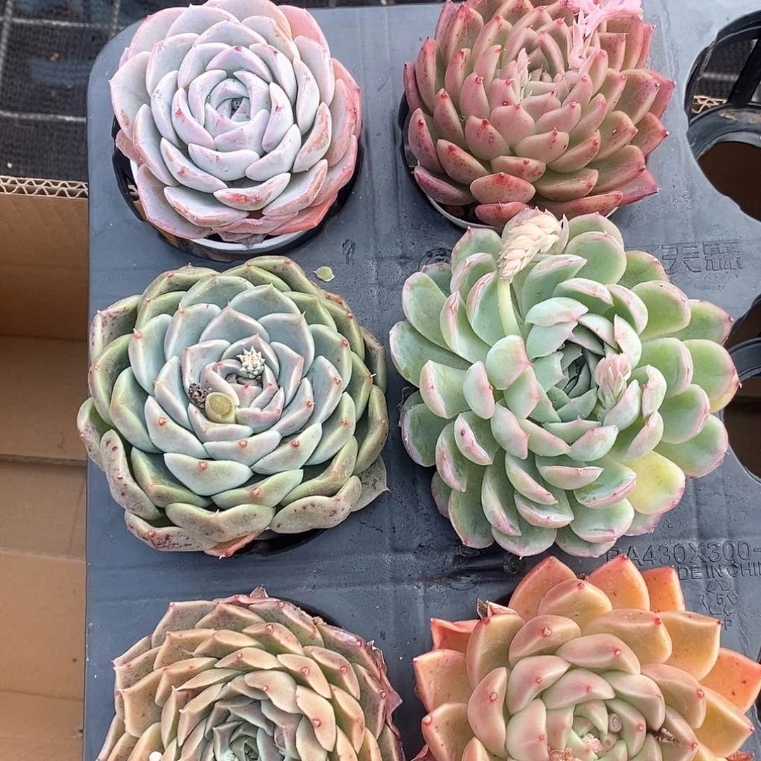 超大个系列莲花座6410