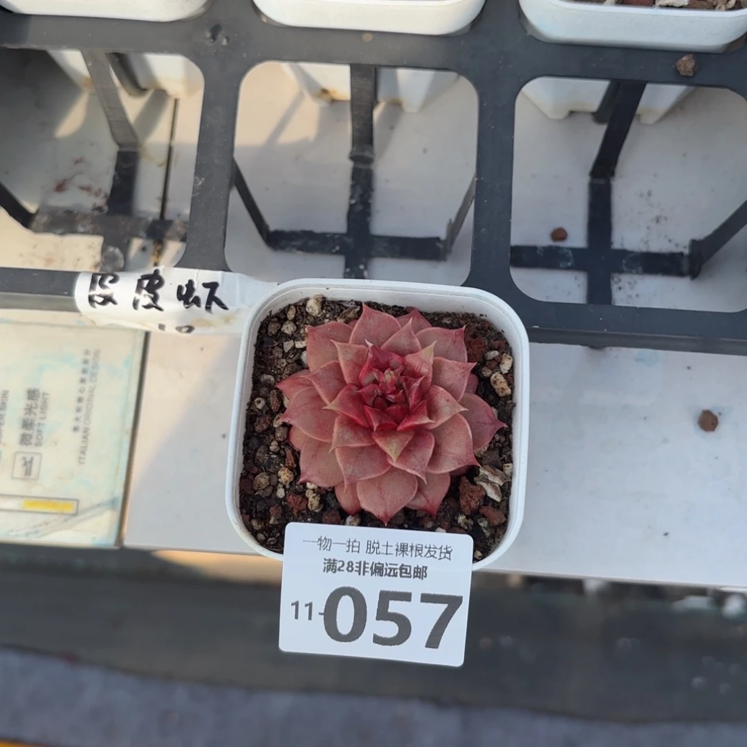 皮皮虾多肉多肉多肉