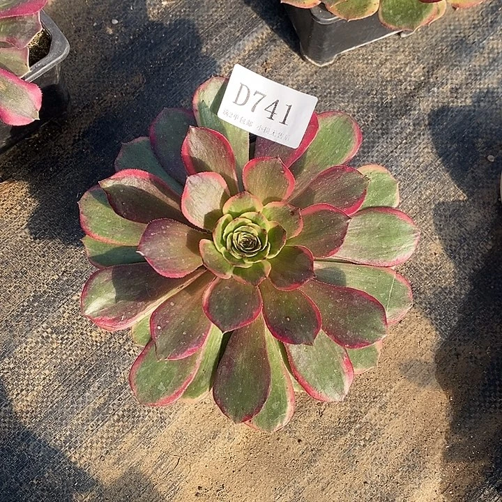 741粉花妖多肉法师锦