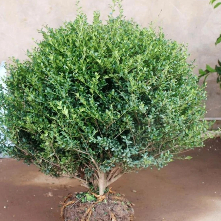 精品龟甲冬青球四季常青庭院别墅花镜盆栽植物绿化苗