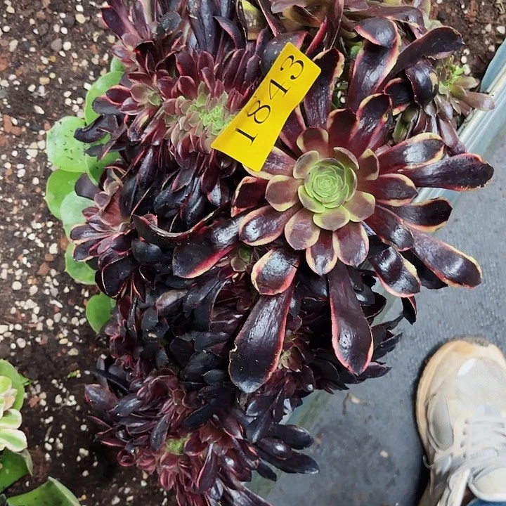 多肉植物欧家莉缀1843