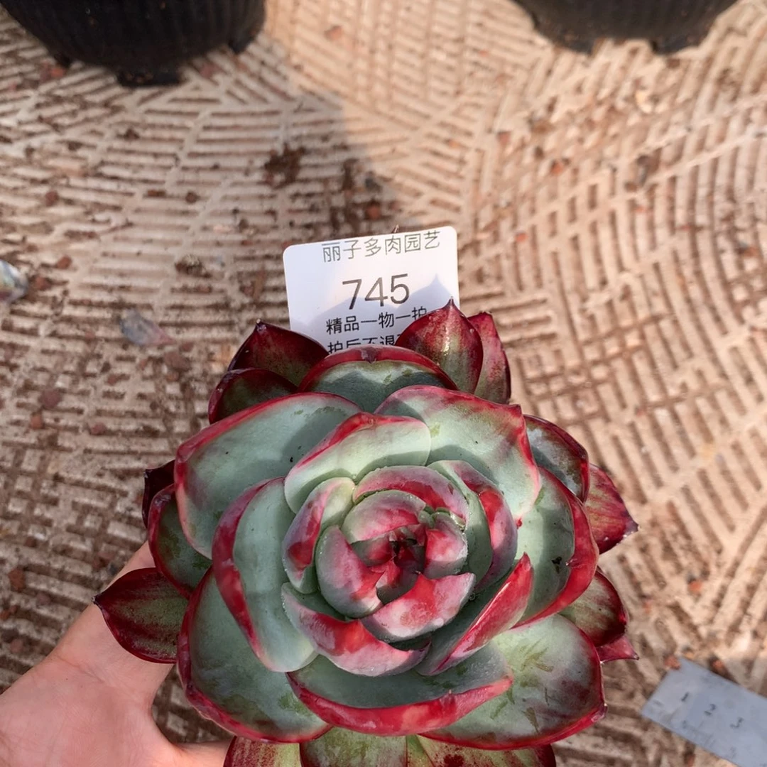 顺****缘745惊鸿单头。尺寸12。多肉植物