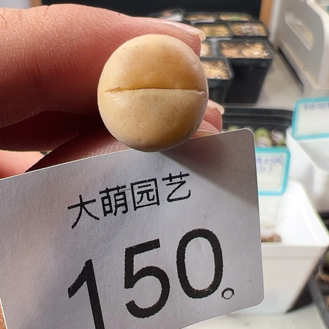 一物一拍。        150