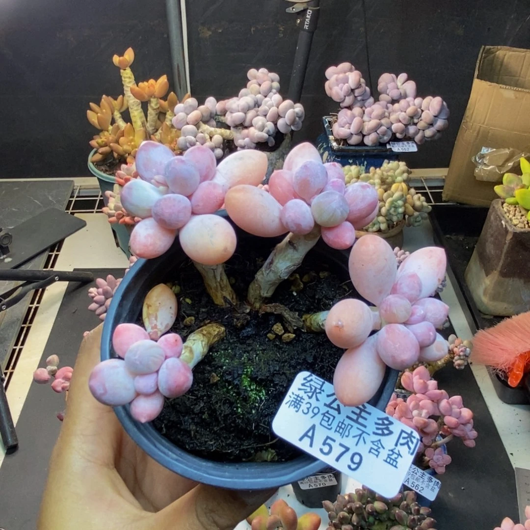 579香水手指奶多肉7cm