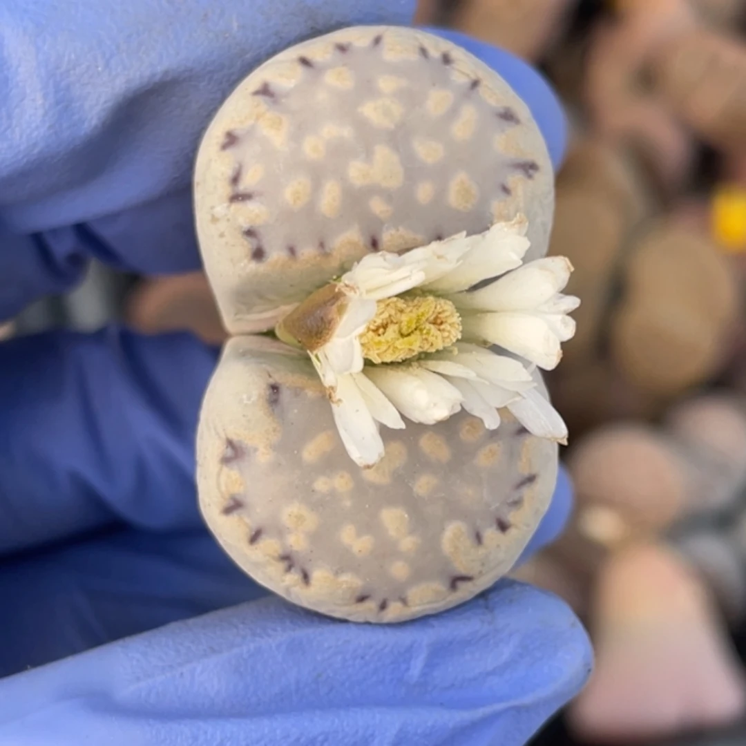 非偏远满20包邮420