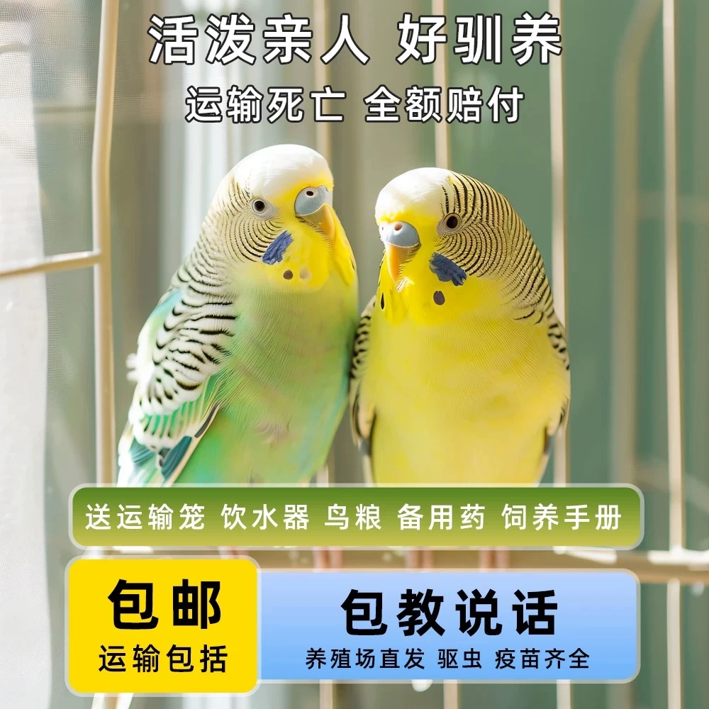 【虎皮鹦鹉*2只】会说话的彩色虎皮鹦鹉鹦鹉手养宠物亲人上手鹦鹉