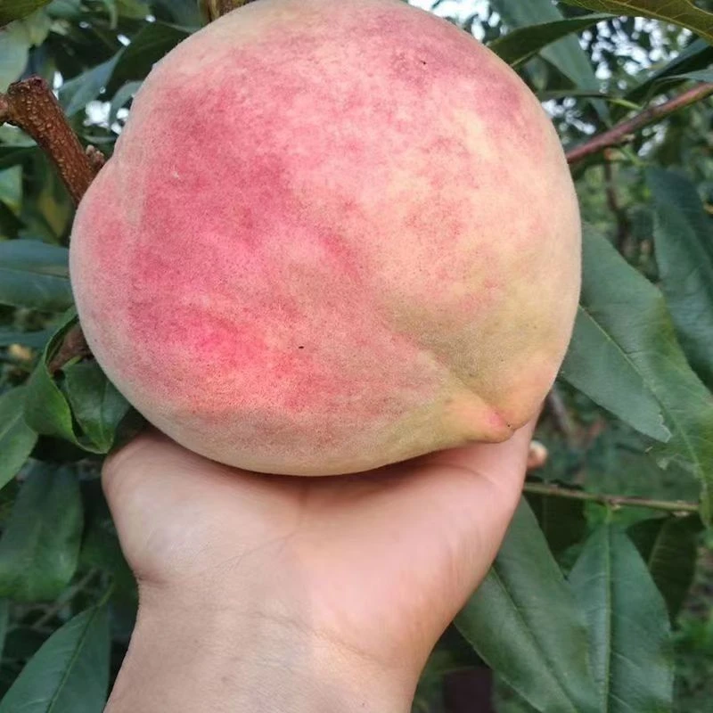 嫁接桃树树苗冬桃苗特大黄桃树苗桃树新品种果树苗南北方当年结果