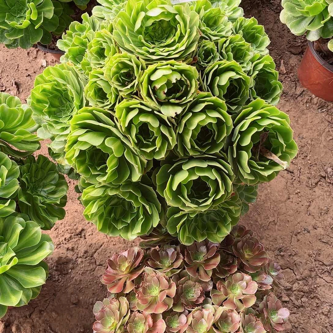 无花朵多肉植物722