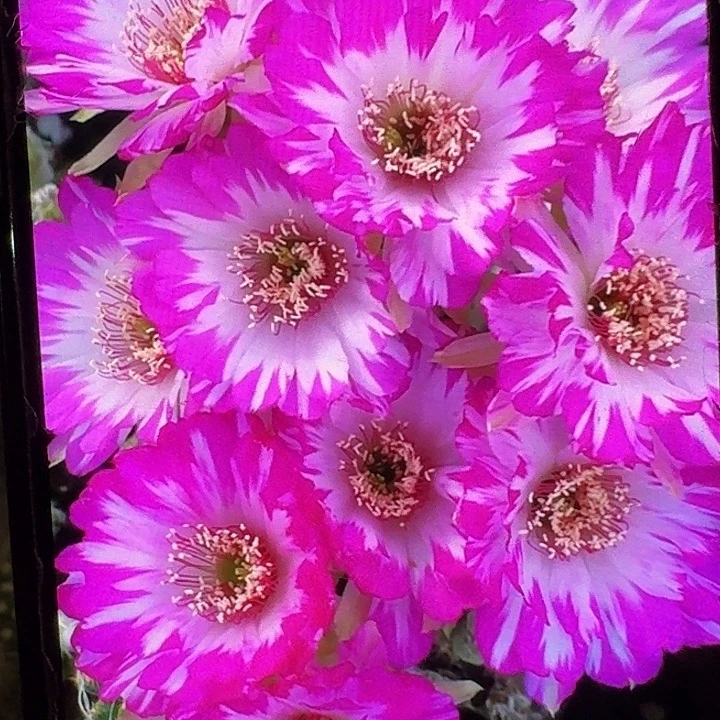 妖碟侧芽3公分丽花