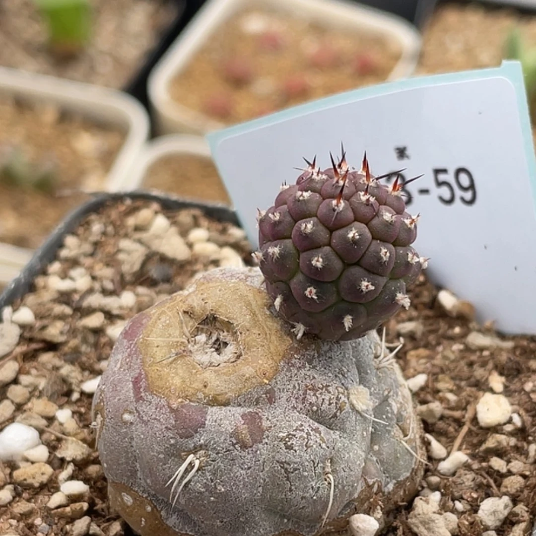 3-59习志野多肉植物
