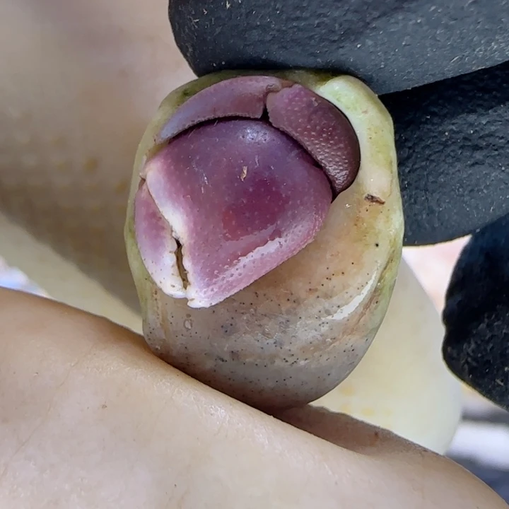 A70妖娆紫 短腕1.0cm口径