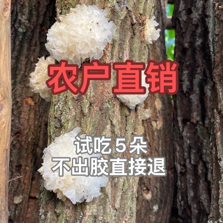 【软糯出胶】椴木小银耳100g-500g白木耳莲子羹干货甜糯口感出胶高