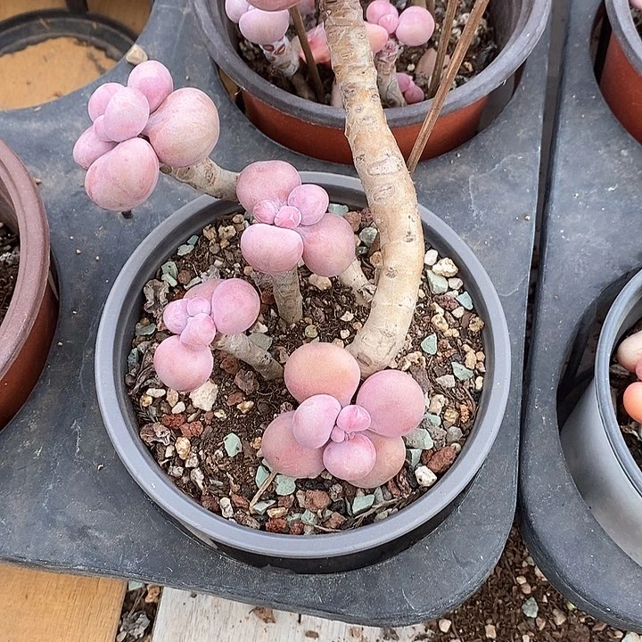 胭脂精品多肉直播