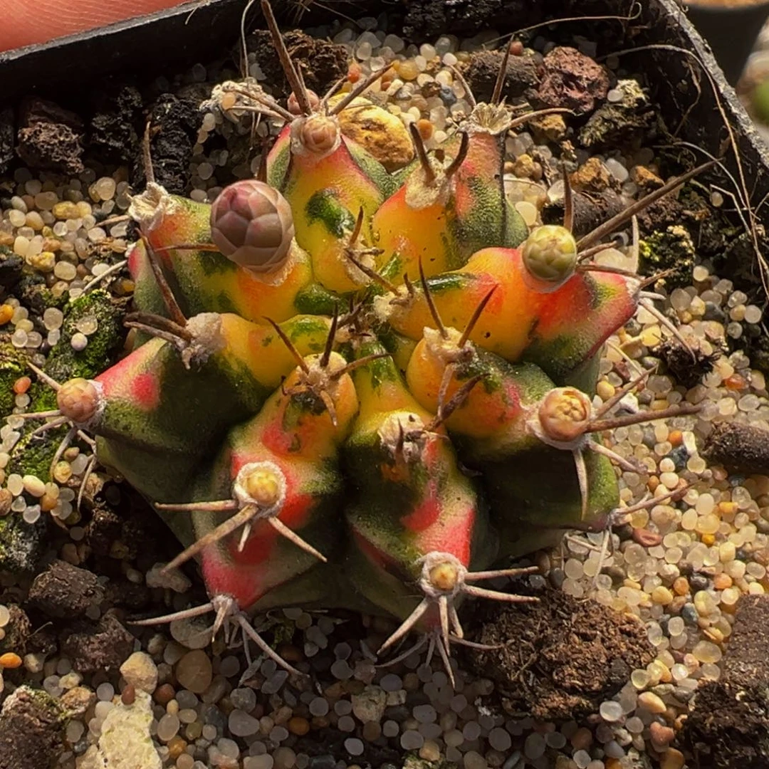 741多肉植物种类多样