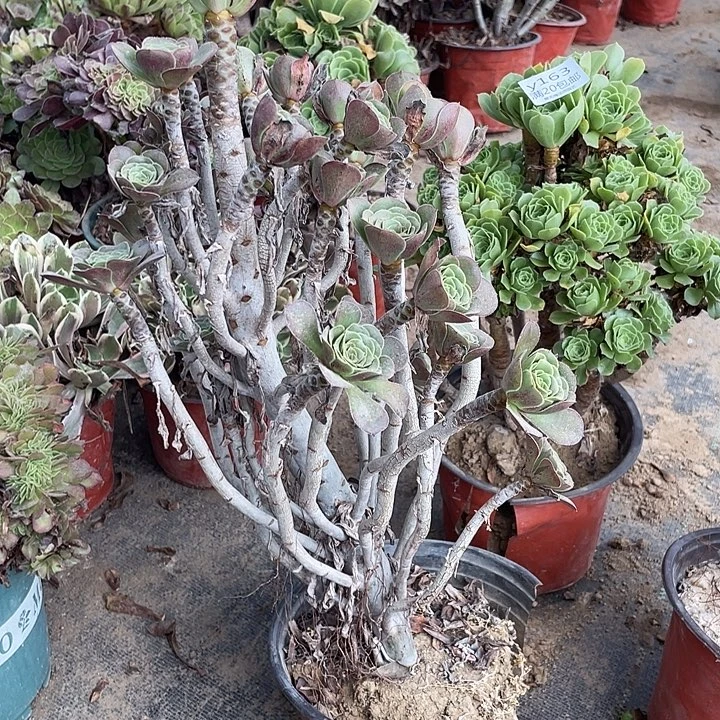 30灰法师多肉法师多肉法师