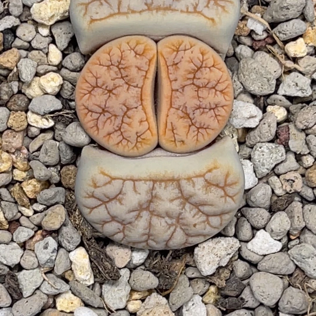 3388睫毛连纹拿铁261