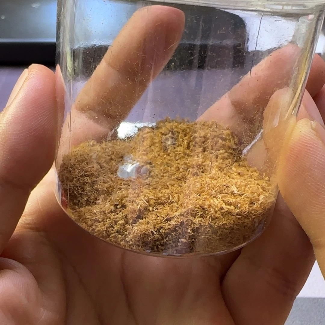 沉香碎屑沉香22克含瓶子未知产区沉水