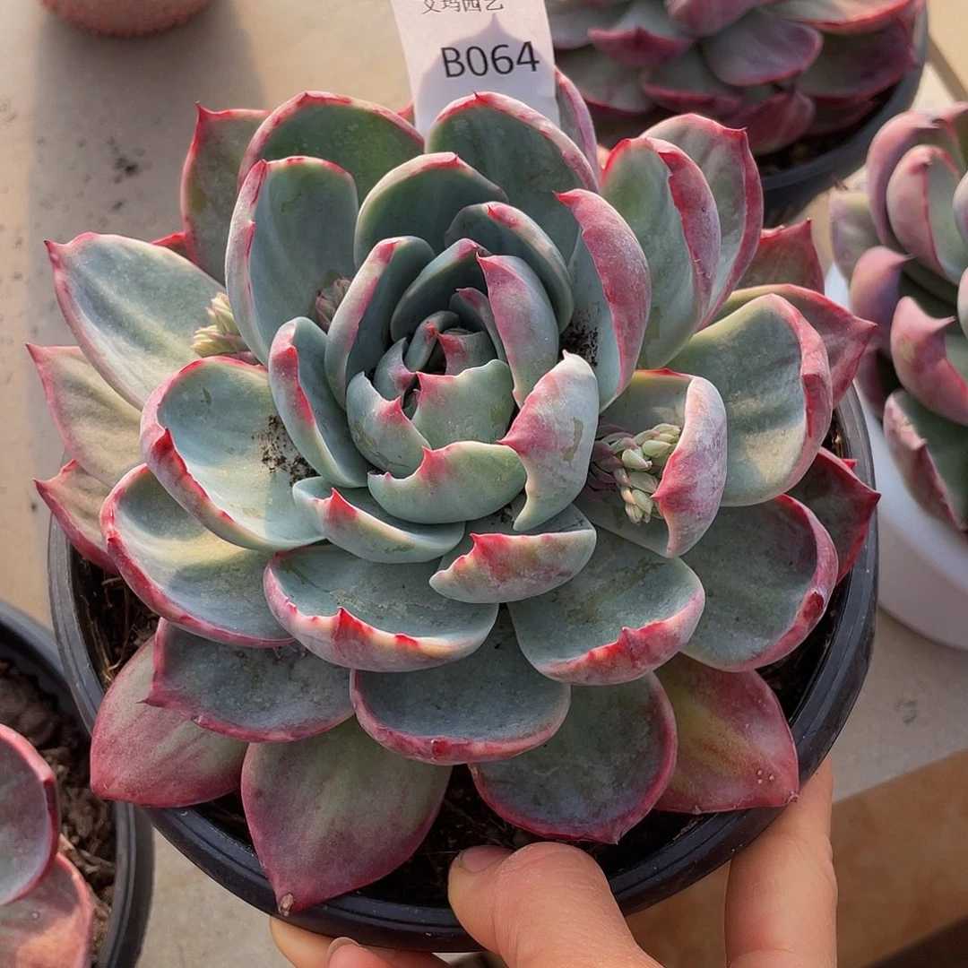 064 多肉多肉多肉惊鸿