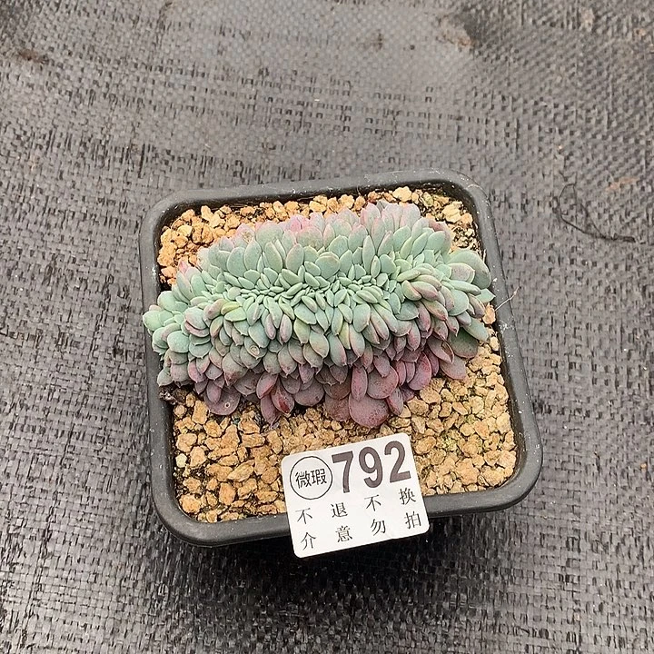 海棠花缀化 非偏远38包邮 节后发
