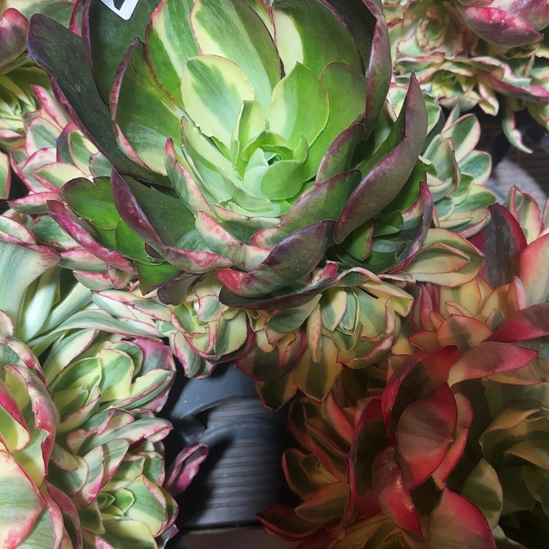 二***…435如意无根多肉植物植物植物