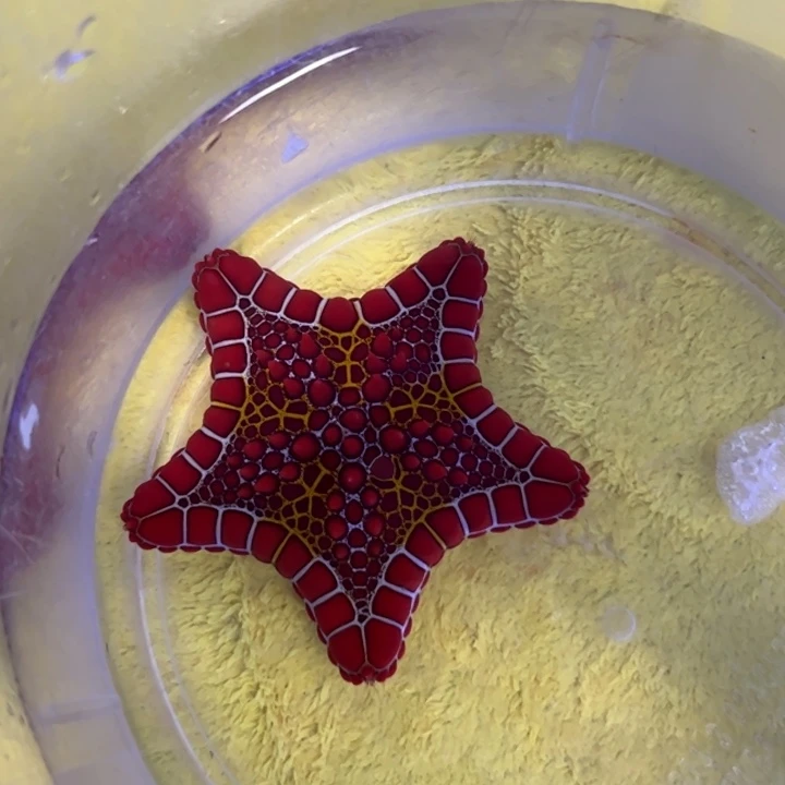 海水鱼西非星 5-7cm 不吃珊瑚