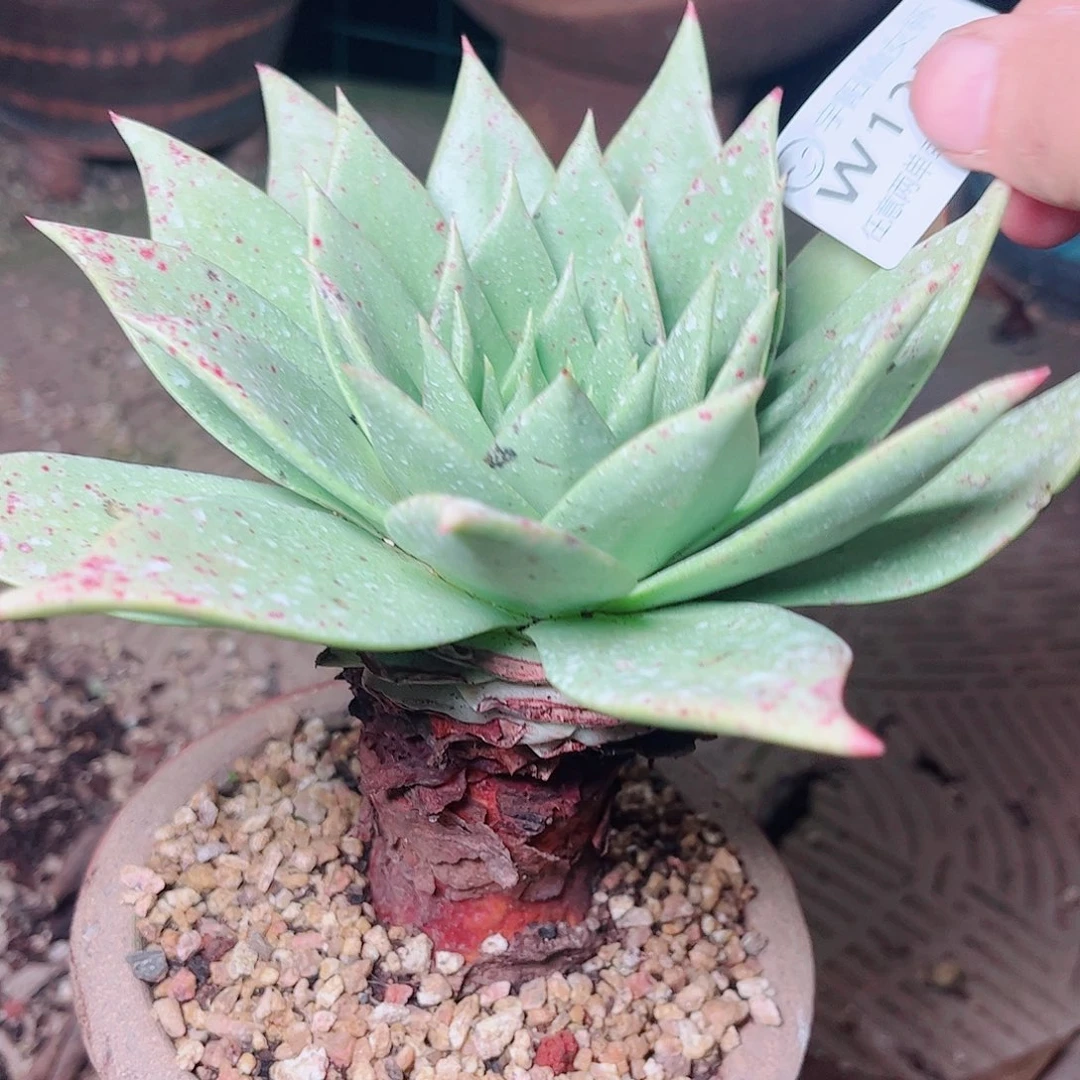1253绿雪山仙女杯多肉