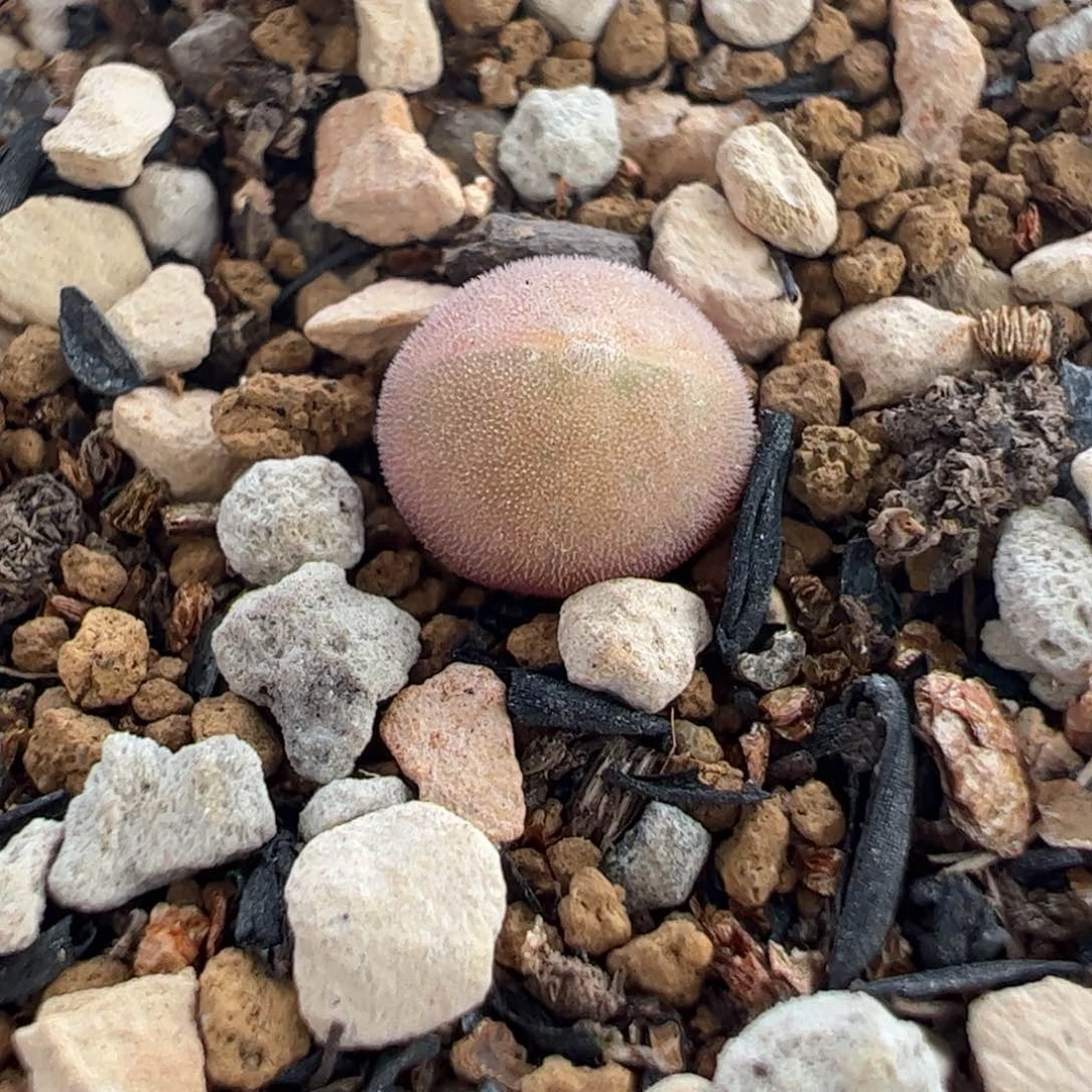 633多肉植物组合