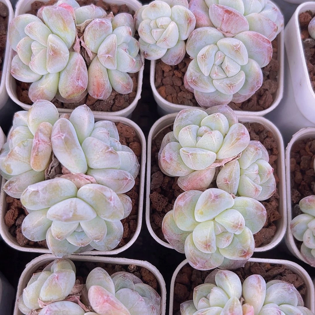 5.5盆精品冰玉群19包邮