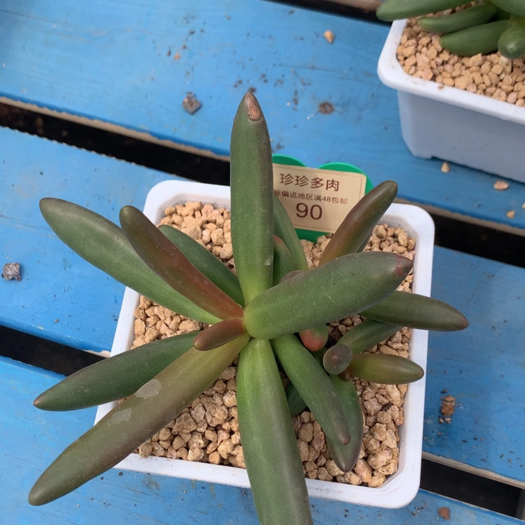 椰子树无砍一物一拍90