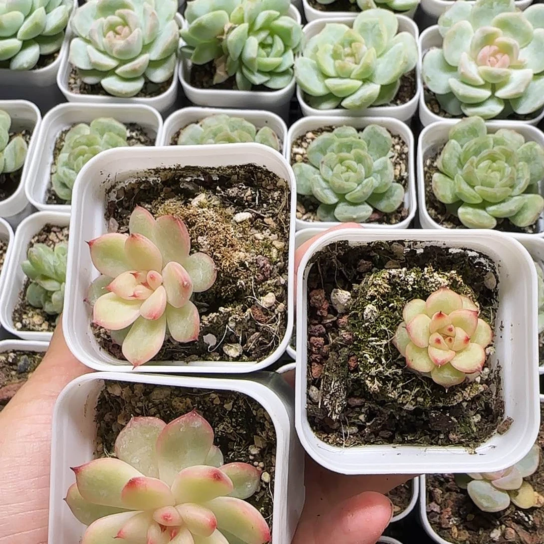 星光珍妮穴 一个满25包邮