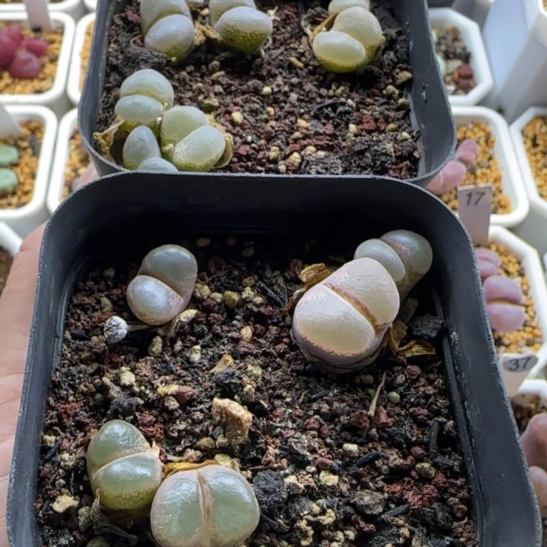 【闪购商品】15175风铃福利绝绝子