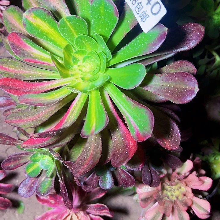 1340爱马仕中班多肉植物法师