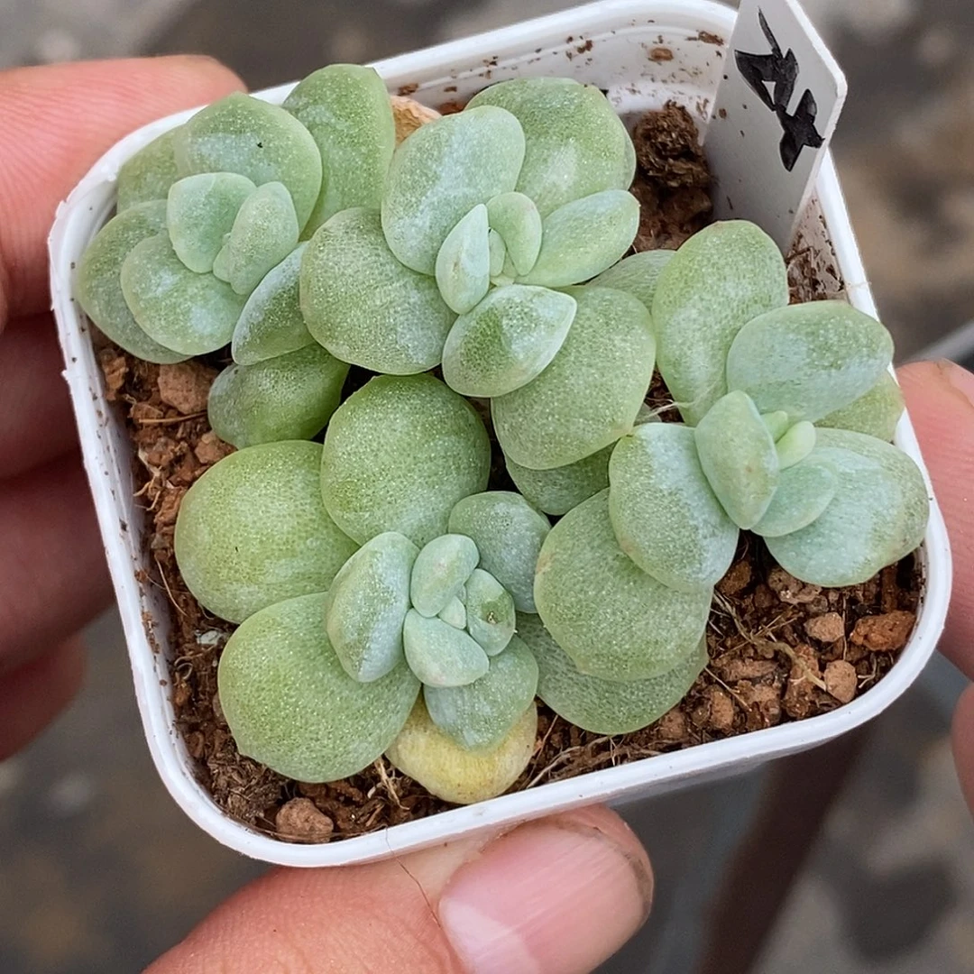 冰玉石化30包邮非偏远