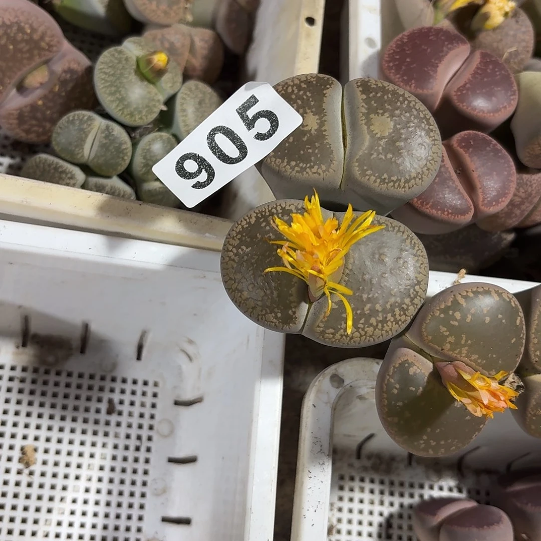 一***妈生石花一物一拍905