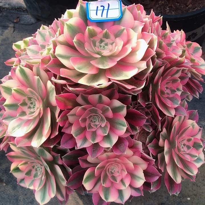 171粉女巫多肉法师