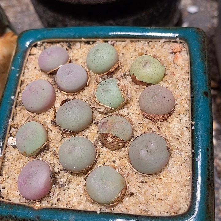 小拳拳两颗一组。