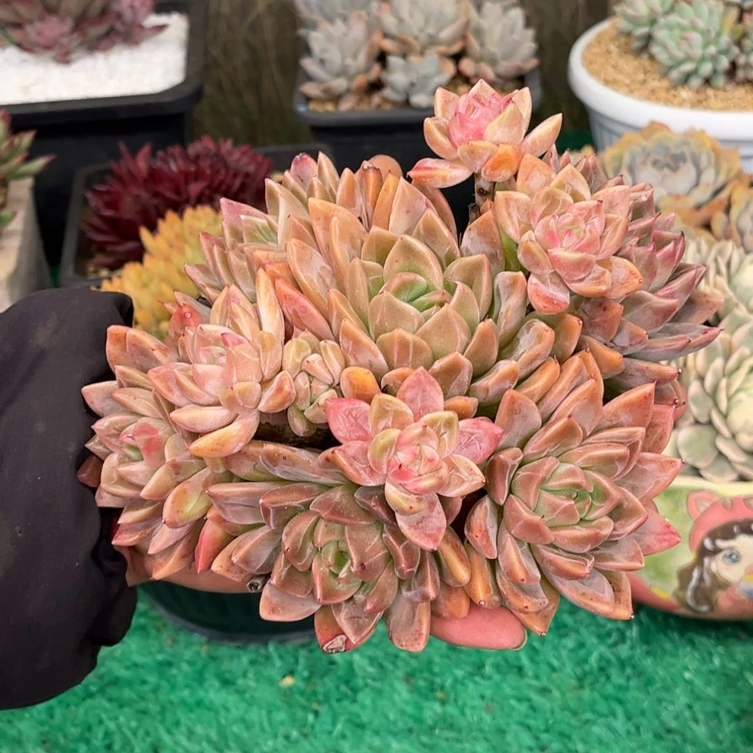 红陶天***炸杂交杂交杂交王炸姐