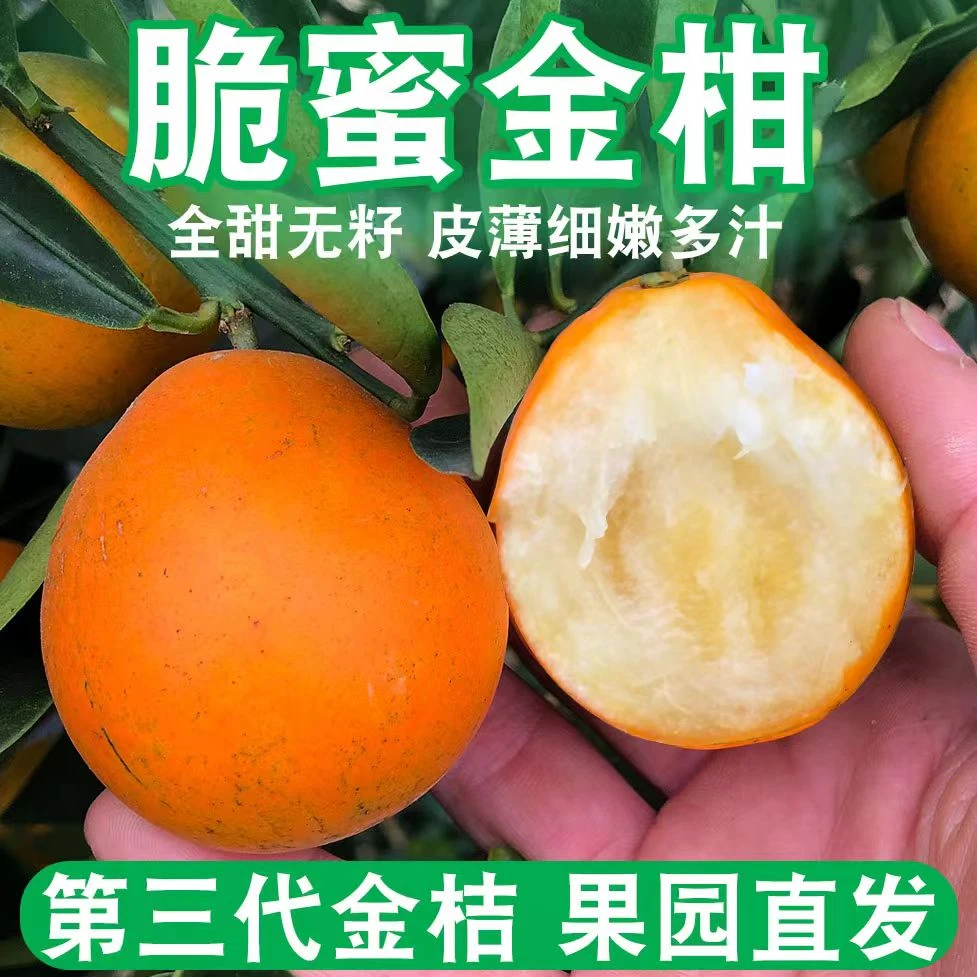 【帅果专属】正宗融安金桔脆密三代新鲜采摘现金桔坏果烂果包赔