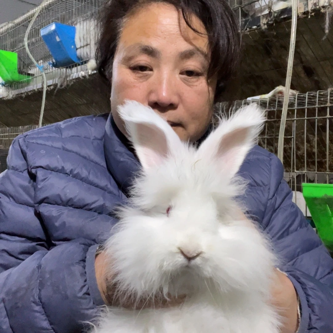 双血统英系安哥拉兔