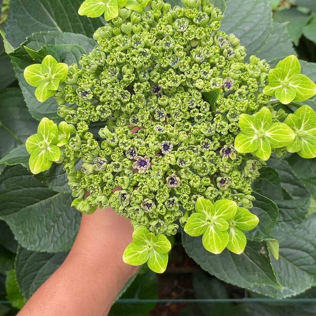 绣球切花一物一拍3枝起包邮，164