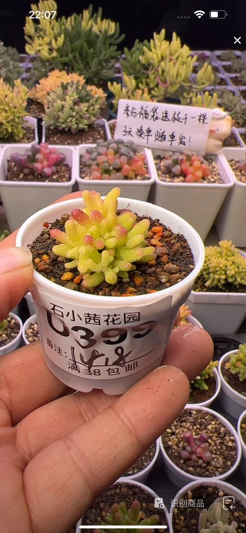 假飞机株-多肉植物枝干番杏