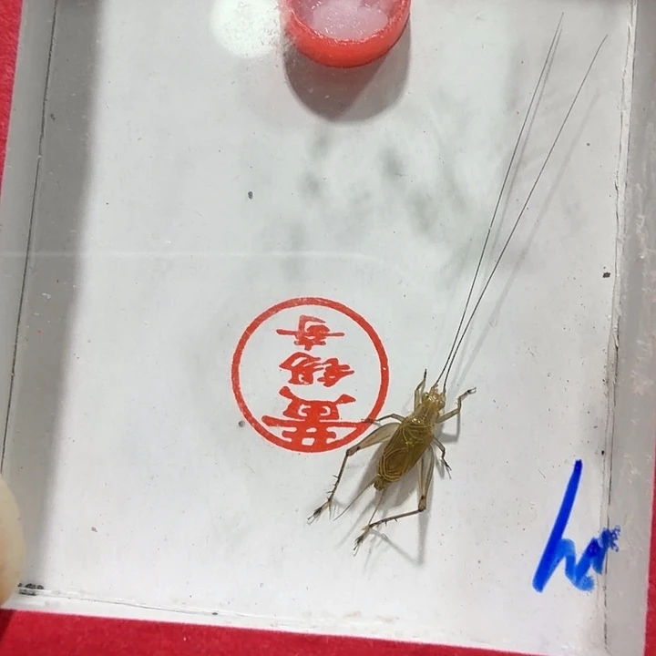 蟋蟀黄总乌金一条包邮