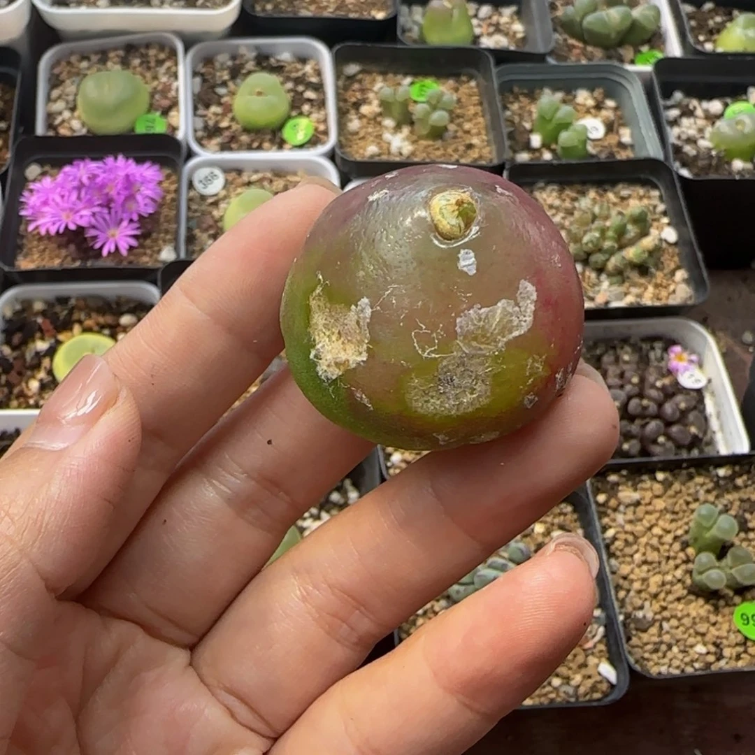 灯泡（疤）3.7cm多肉植物272