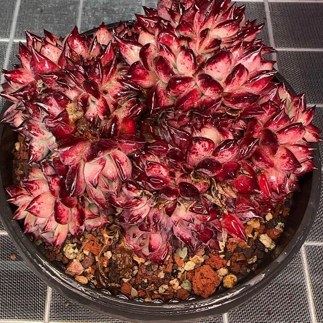 从前慢花园精选红拉糖缀化大